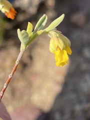 Hermannia odorata
