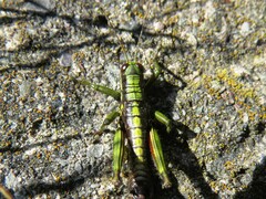 Booneacris glacialis