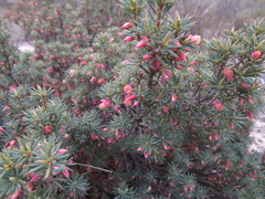 Brachyloma ericoides