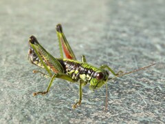 Booneacris glacialis