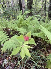 Medeola virginiana