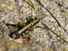 Booneacris glacialis