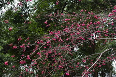 Prunus campanulata