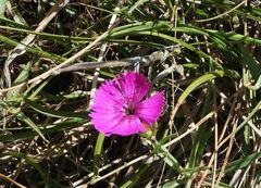 Dianthus