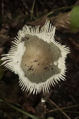 Russula virescens
