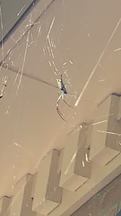 Trichonephila clavata