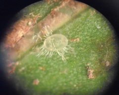 Trialeurodes asplenii