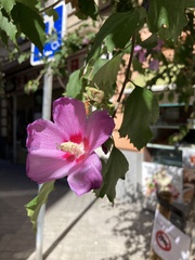 Hibiscus syriacus