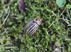 Leptinotarsa decemlineata