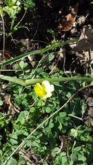 Oxalis compressa
