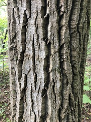 Populus grandidentata