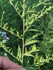 Symphyotrichum pilosum