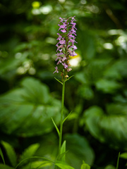 Platanthera psycodes