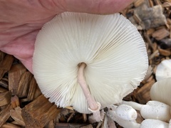 Leucocoprinus cepistipes