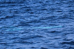 Balaenoptera physalus