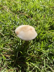 Chlorophyllum molybdites