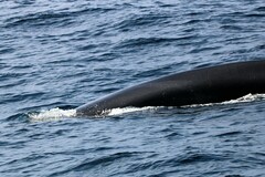 Balaenoptera physalus