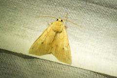 Enargia paleacea