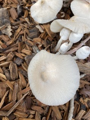 Leucocoprinus cepistipes