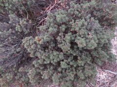 Brachyloma ericoides