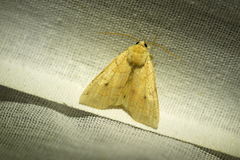 Enargia paleacea