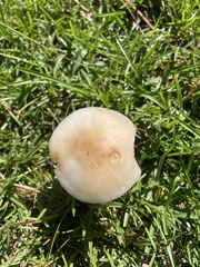 Chlorophyllum molybdites