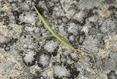Clonopsis gallica