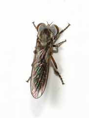 Holcocephala