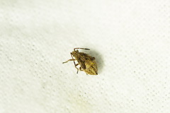Rhopalidae