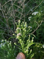 Symphyotrichum pilosum
