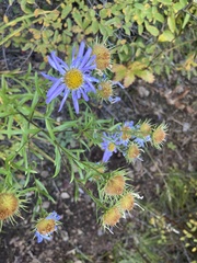 Aster