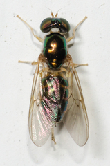Cephalochrysa canadensis