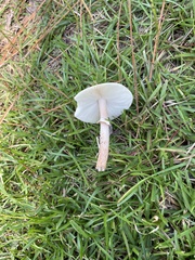 Chlorophyllum molybdites
