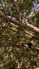 Callithrix penicillata