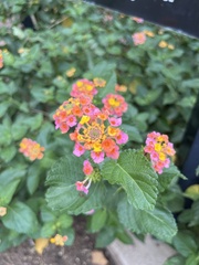 Lantana × strigocamara