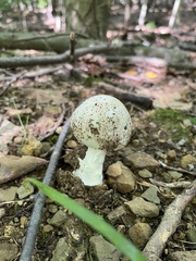 Amidella