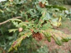 Andricus foecundatrix