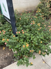Lantana × strigocamara