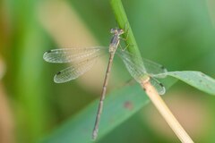 Lestes rectangularis