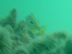 Lutjanus fulviflamma