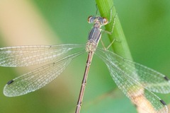Lestes rectangularis