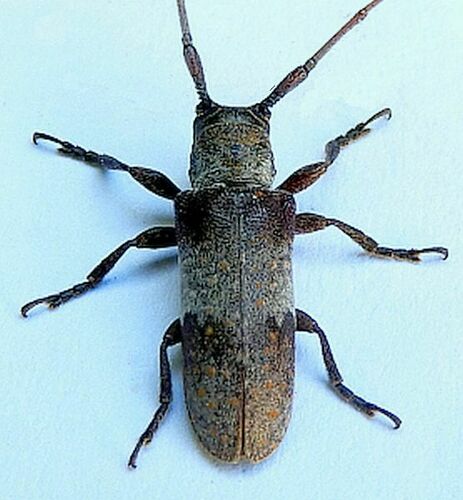 Eastern Twig Girdler photo 4