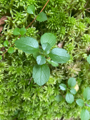 Linnaea borealis
