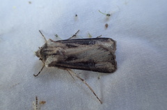 Agrotis