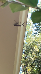 Stagmomantis carolina