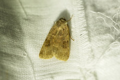 Noctuina