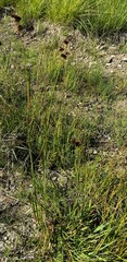 Juncus ensifolius
