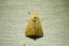 Enargia paleacea