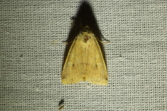 Enargia paleacea