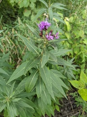 Vernonia fasciculata